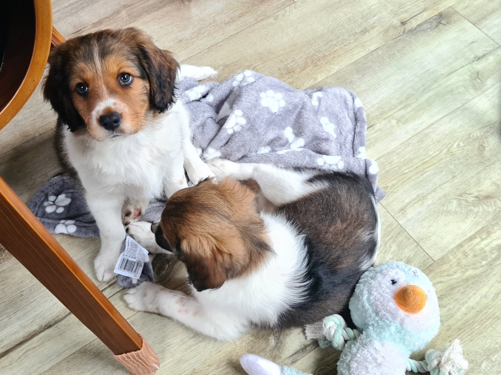 puppy's.friese stabij x kooiker.  pup. stabij. kooiker., Overige rassen, 8 tot 15 weken, Meerdere, Meerdere dieren