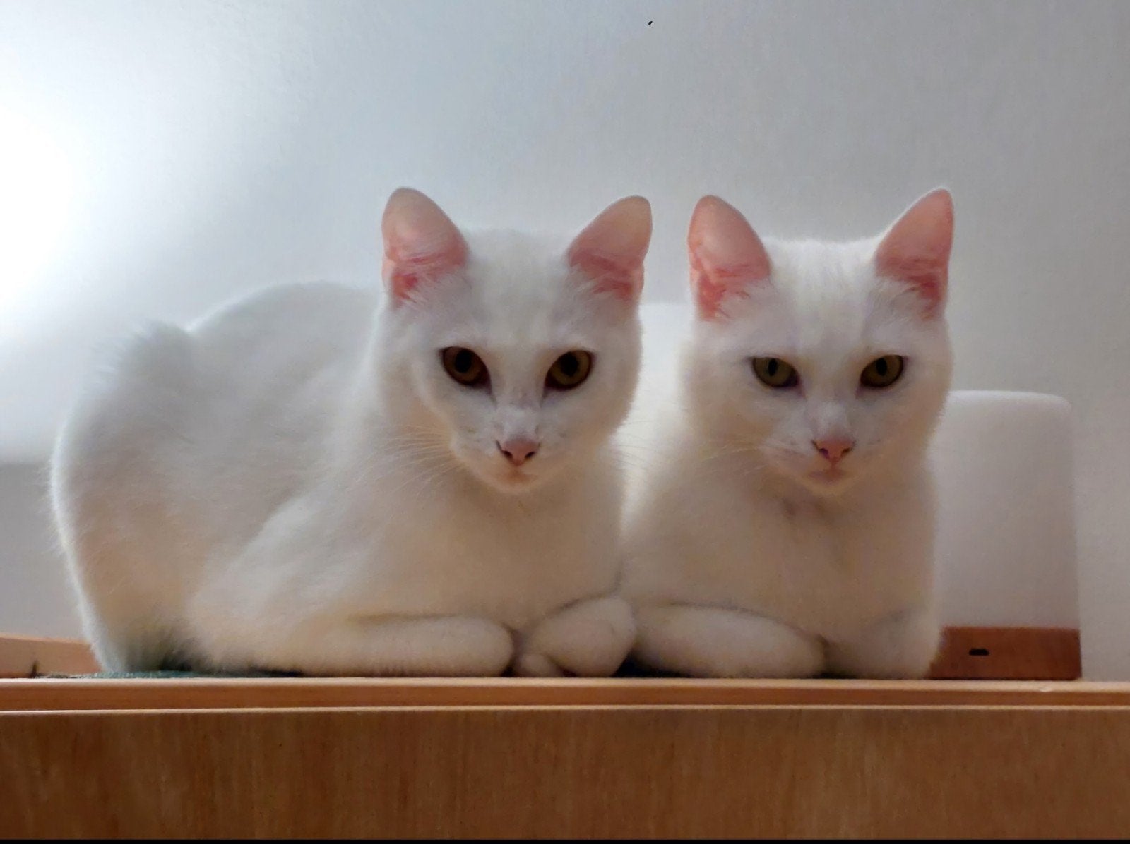 Twee poezen (zusjes), Poes, 3 tot 5 jaar
