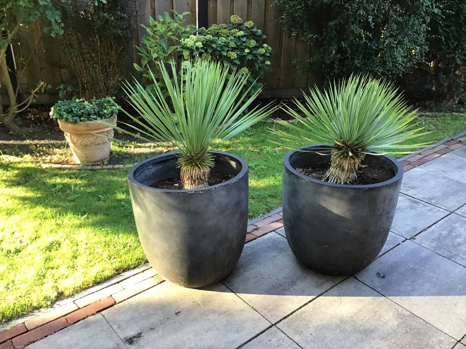 Yucca rostrata in pot - Winterharde palmlelie, Overige soorten, Volle zon, Vaste plant, Ophalen of Verzenden