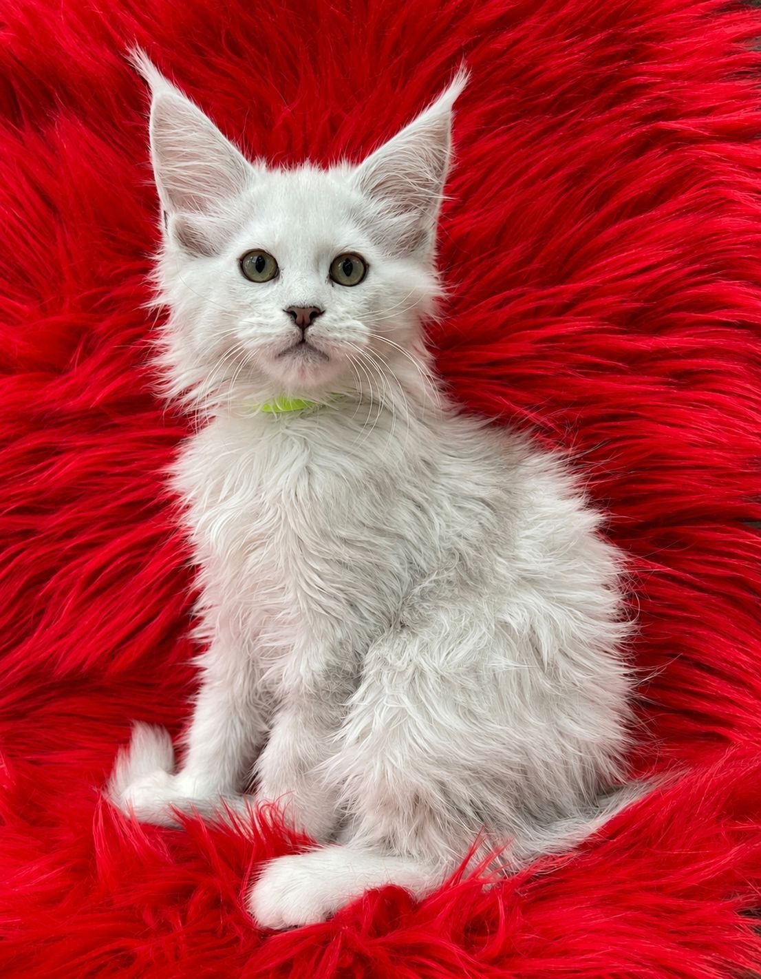 Maine Coon kittens, Meerdere dieren, Met stamboom, 0 tot 2 jaar