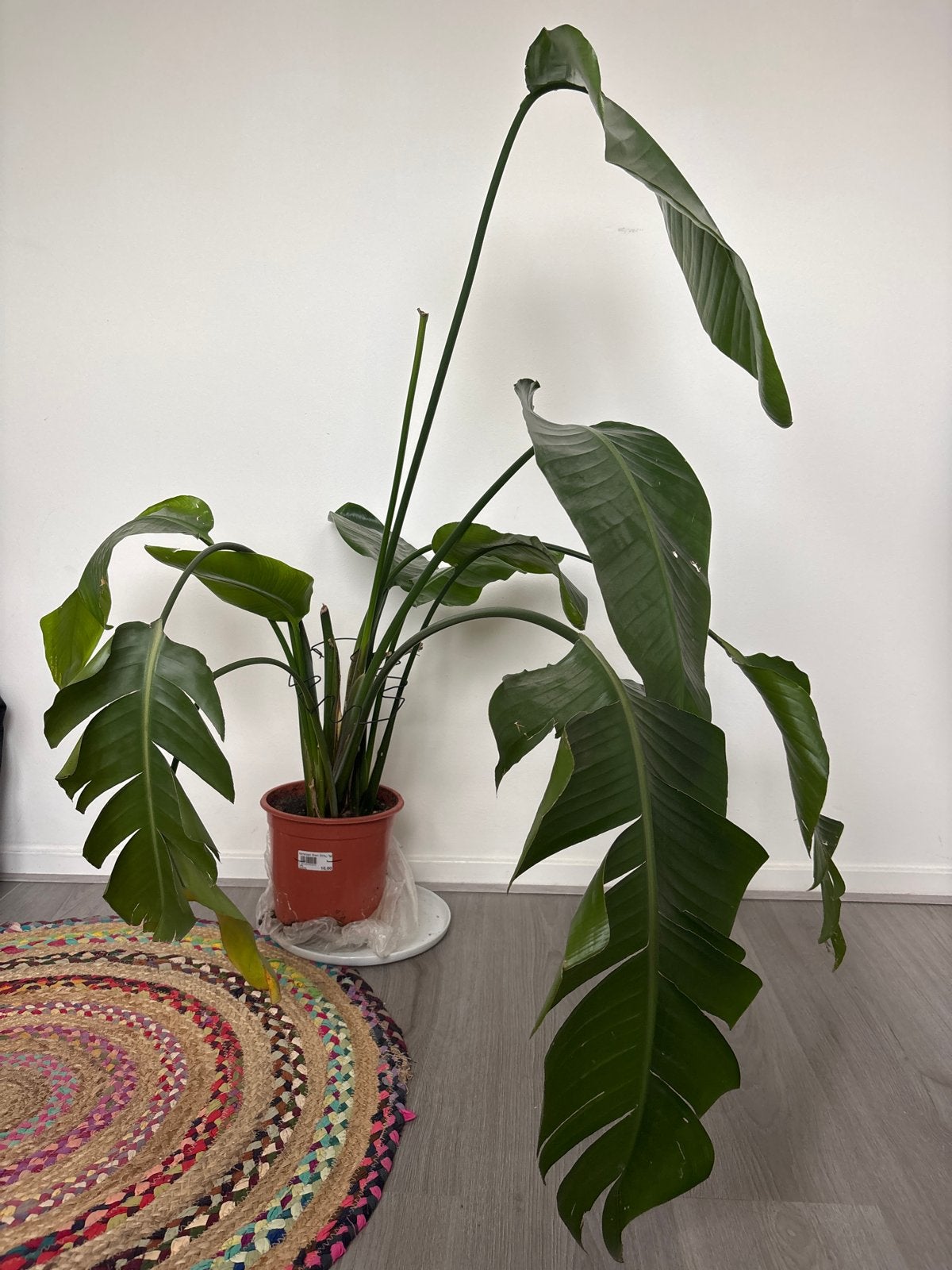 Grote Strelitzia Nicolai - Paradijsvogelplant, Volle zon, Vaste plant, Bloeit niet, Ophalen