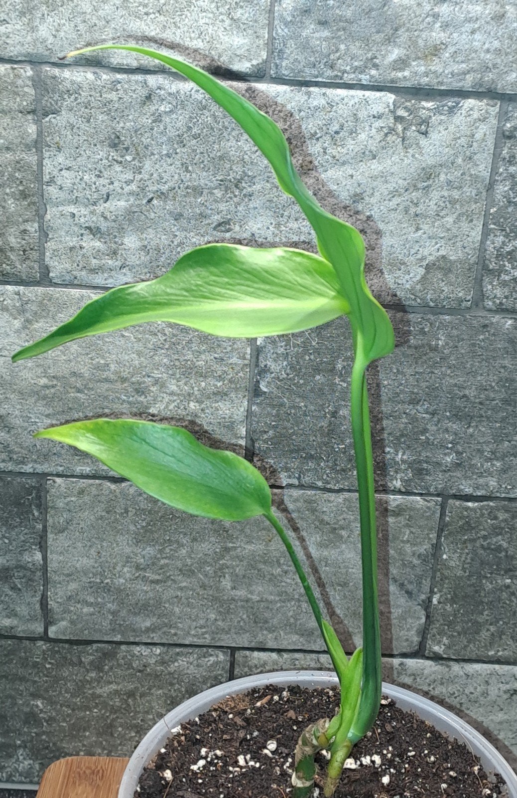 Philodendron Burle Marx flame, Huis en Inrichting, Kamerplanten, Ophalen of Verzenden, Halfschaduw, Minder dan 100 cm
