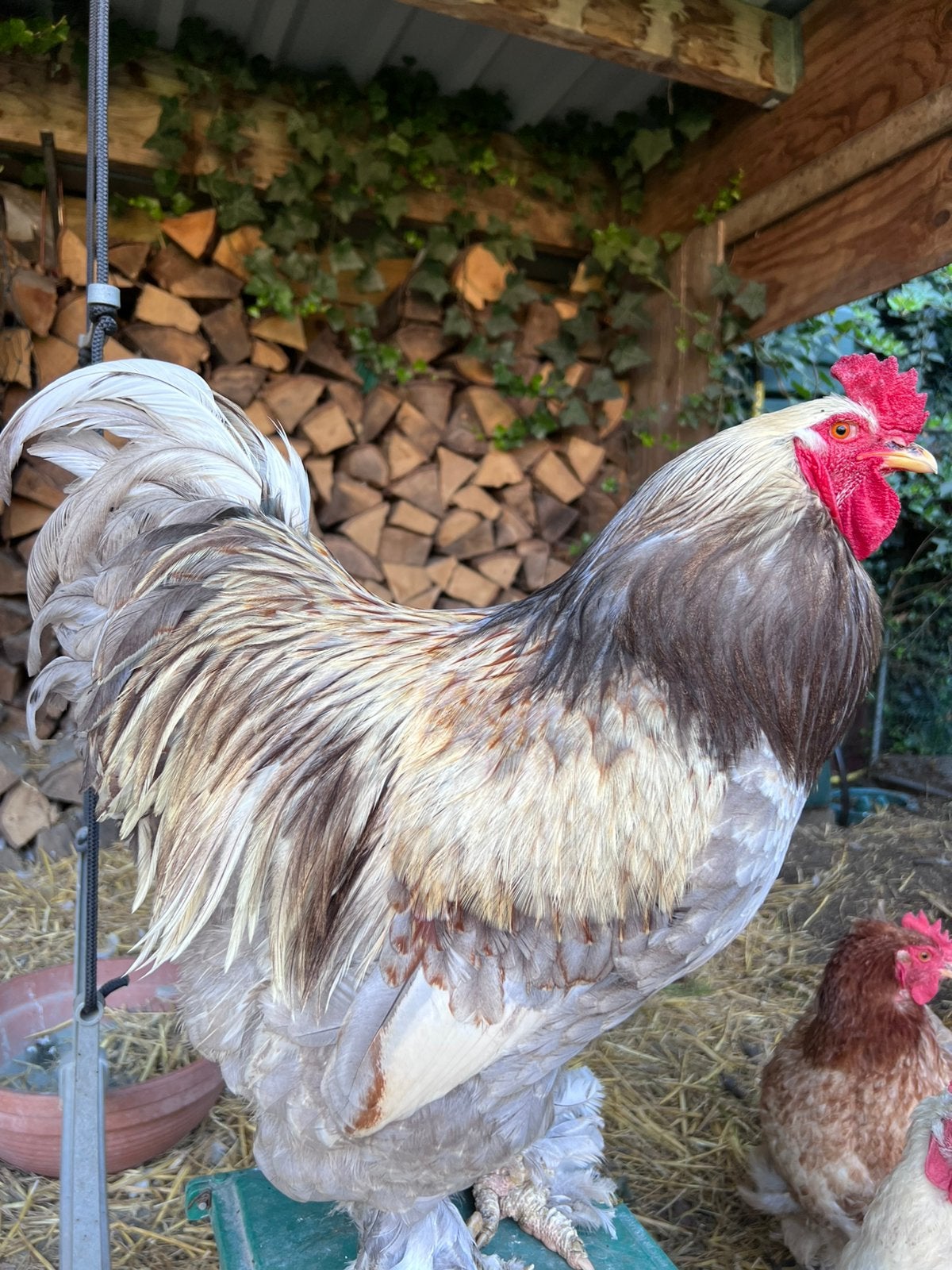 Haan af te geven 2 jaar oud, Dieren en Toebehoren, Mannelijk, Kip