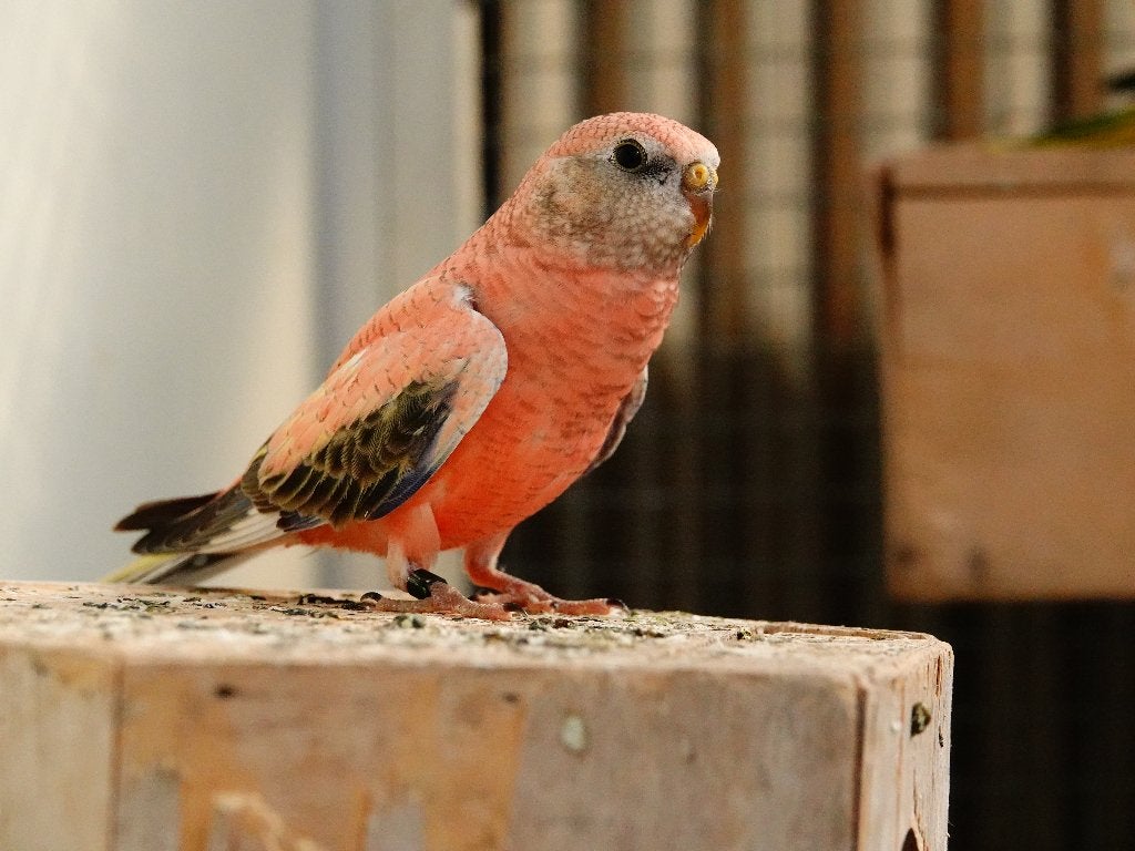 Te koop: Bourkeparkiet roze man 2026, Mannelijk, Parkiet