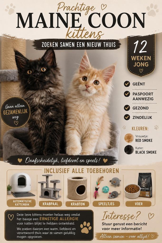 Mainecoon kittens 12 weken, Meerdere dieren