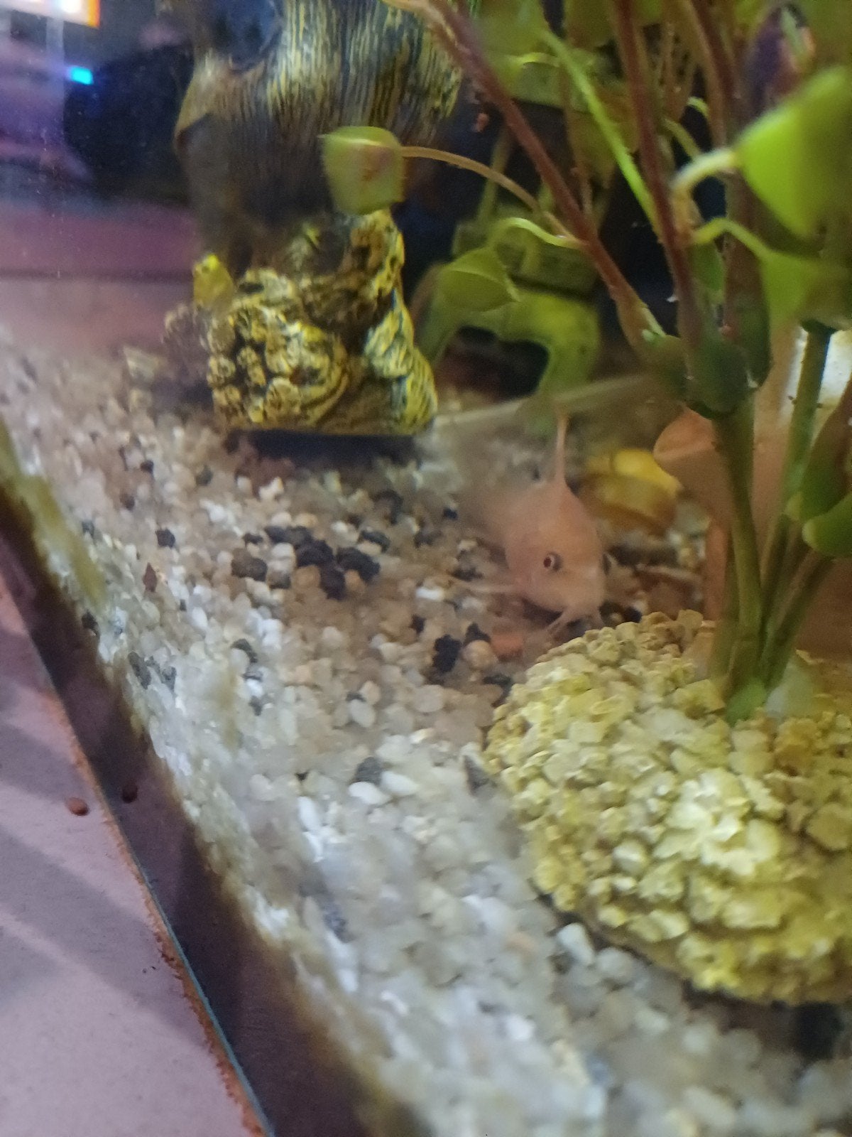 Albino Corydora Gratis, Dieren en Toebehoren, Vis, Zoetwatervis, Schoolvis