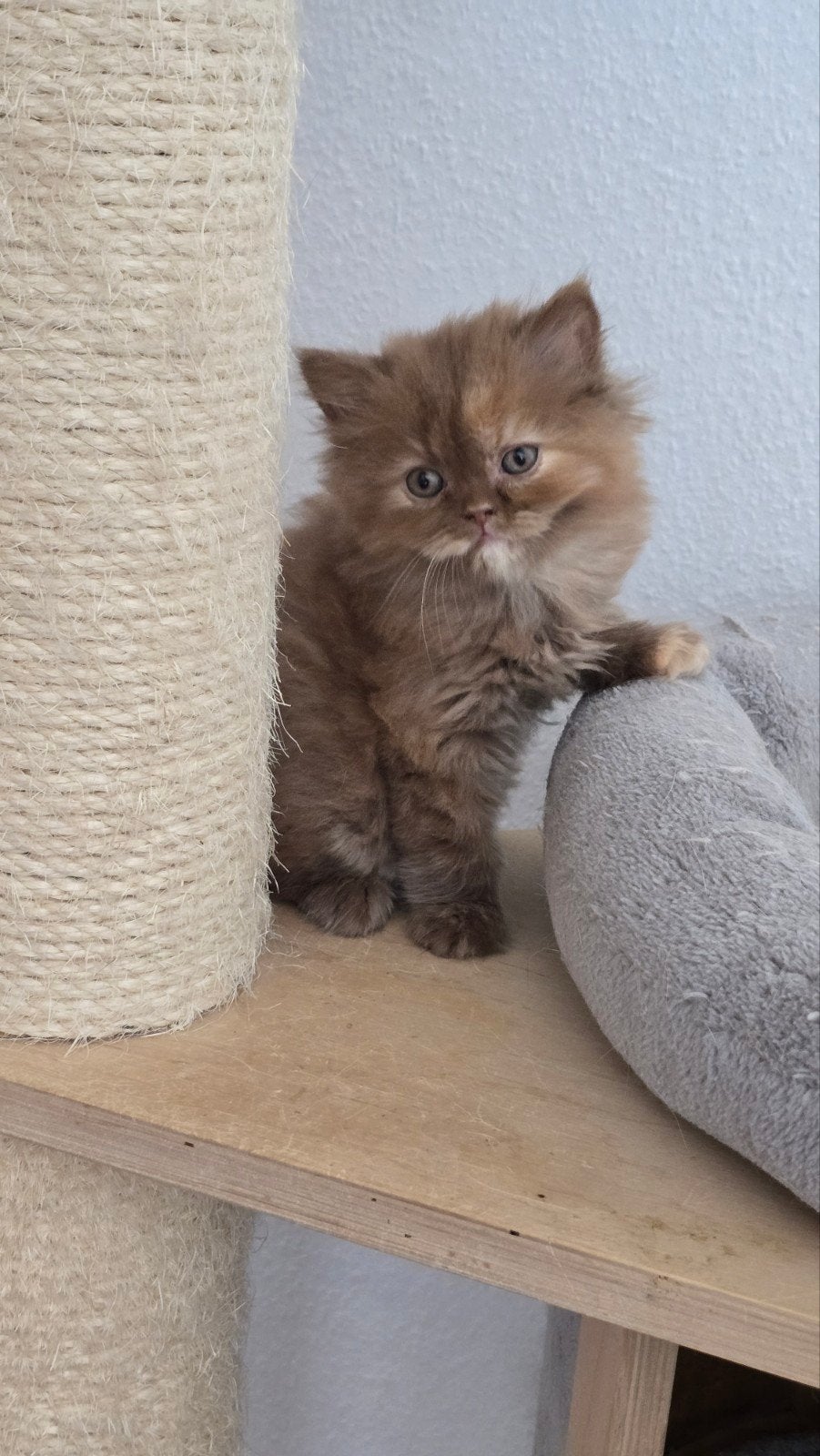 Foto 11 van Wij mogen verhuizen! Prachtige kittens met stamboom