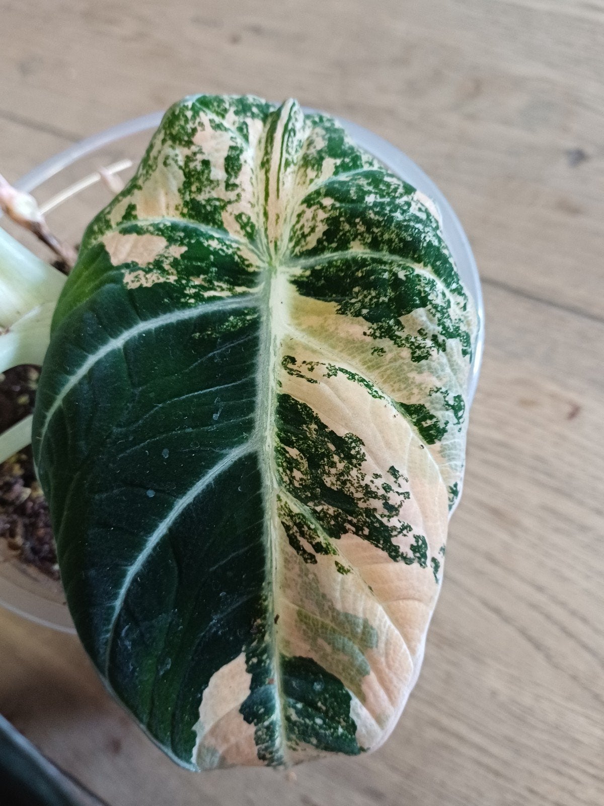 Alocasia black velvet aurea knol (corm), Verzenden, Halfschaduw, Minder dan 100 cm