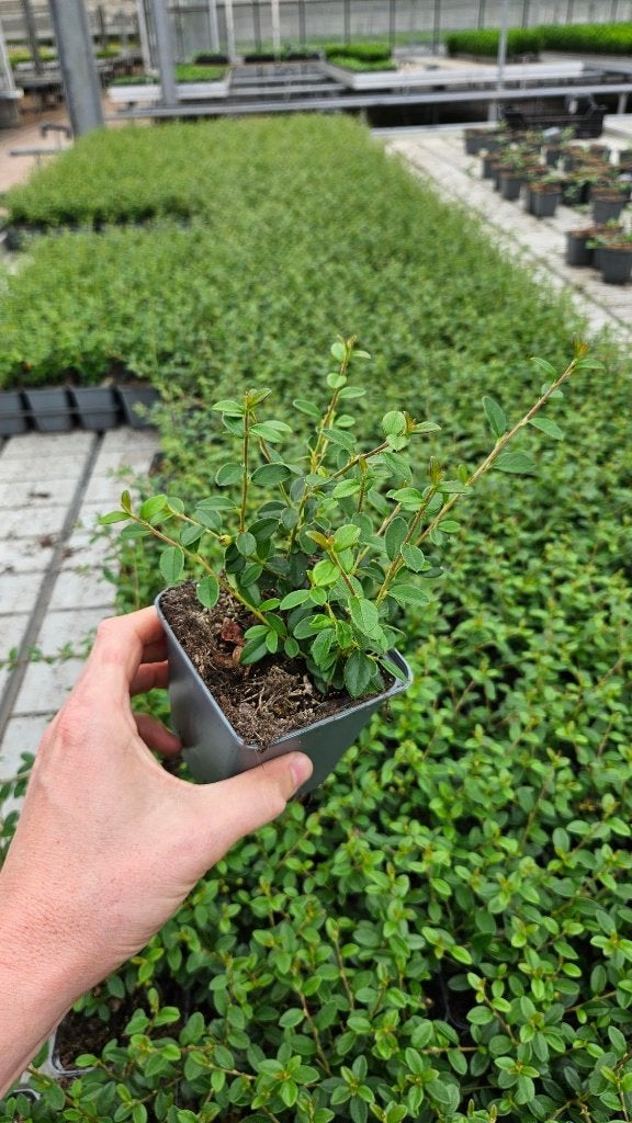 Restpartij 500x Cotoneaster dammeri Miranda - dwergmispel, Tuin en Terras, Ophalen of Verzenden, Vaste plant, Bodembedekkers, Volle zon