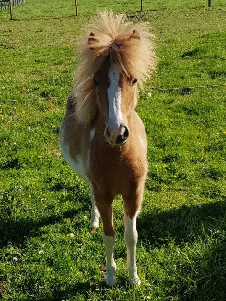 Lieve, talentvolle NMPRS jaarling merrie met veel potentie, Dieren en Toebehoren, Merrie, A pony (tot 1.17m), Met stamboom, 0 tot 2 jaar