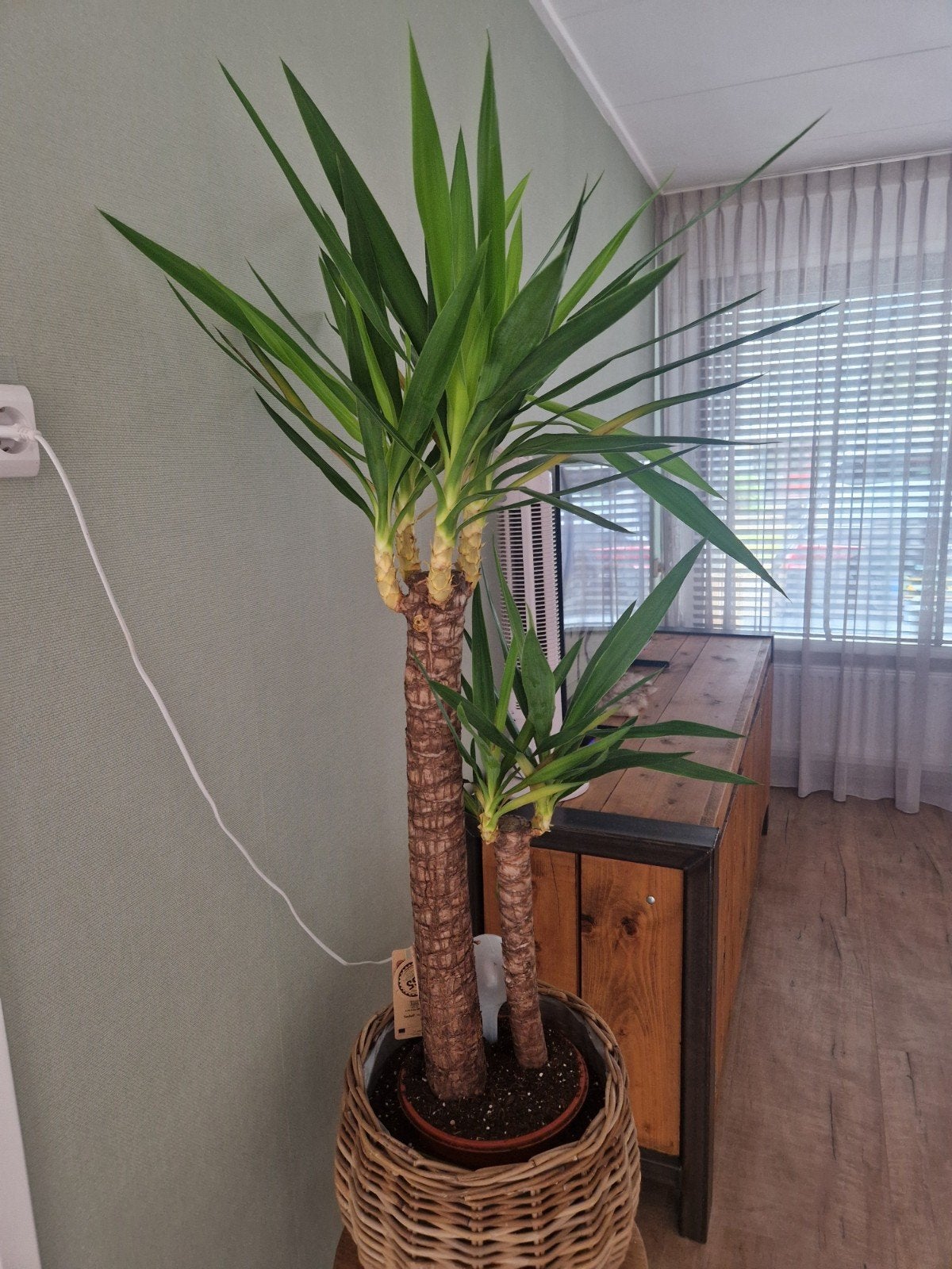 Yucca plant zonder rieten pot, Ophalen, 100 tot 150 cm, In pot, Yucca