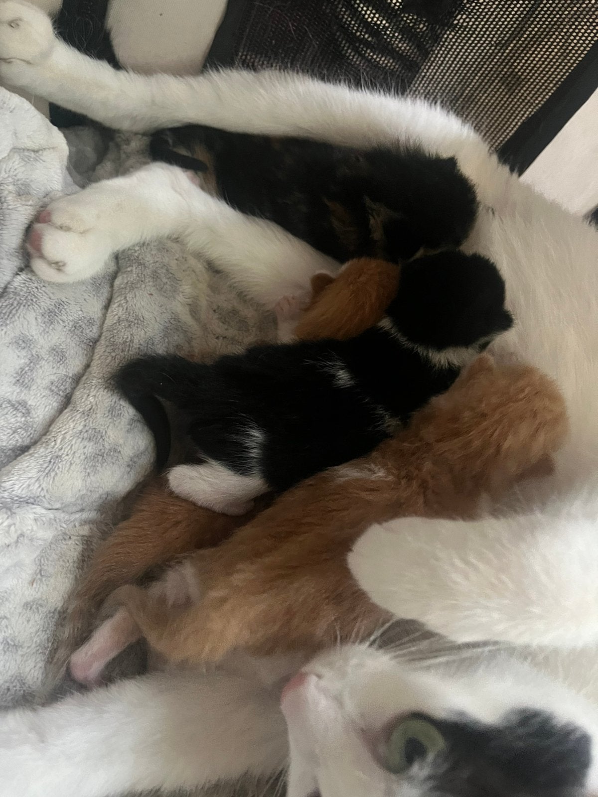 Kittens half brits, Meerdere dieren, Ontwormd, 0 tot 2 jaar