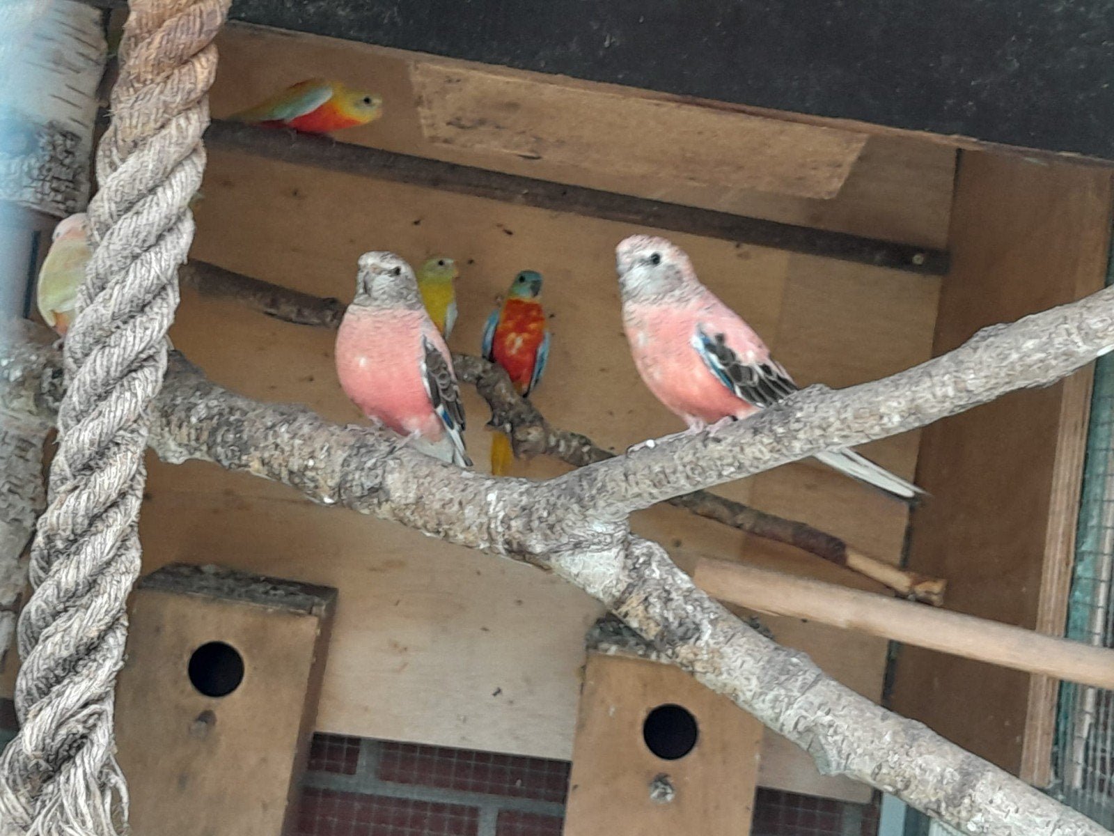 7turkesine en 6 bourkes  te  koop, Dieren en Toebehoren, Meerdere dieren, Parkiet