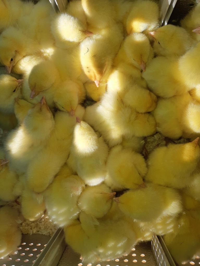 Vleeskuikens, Dieren en Toebehoren
