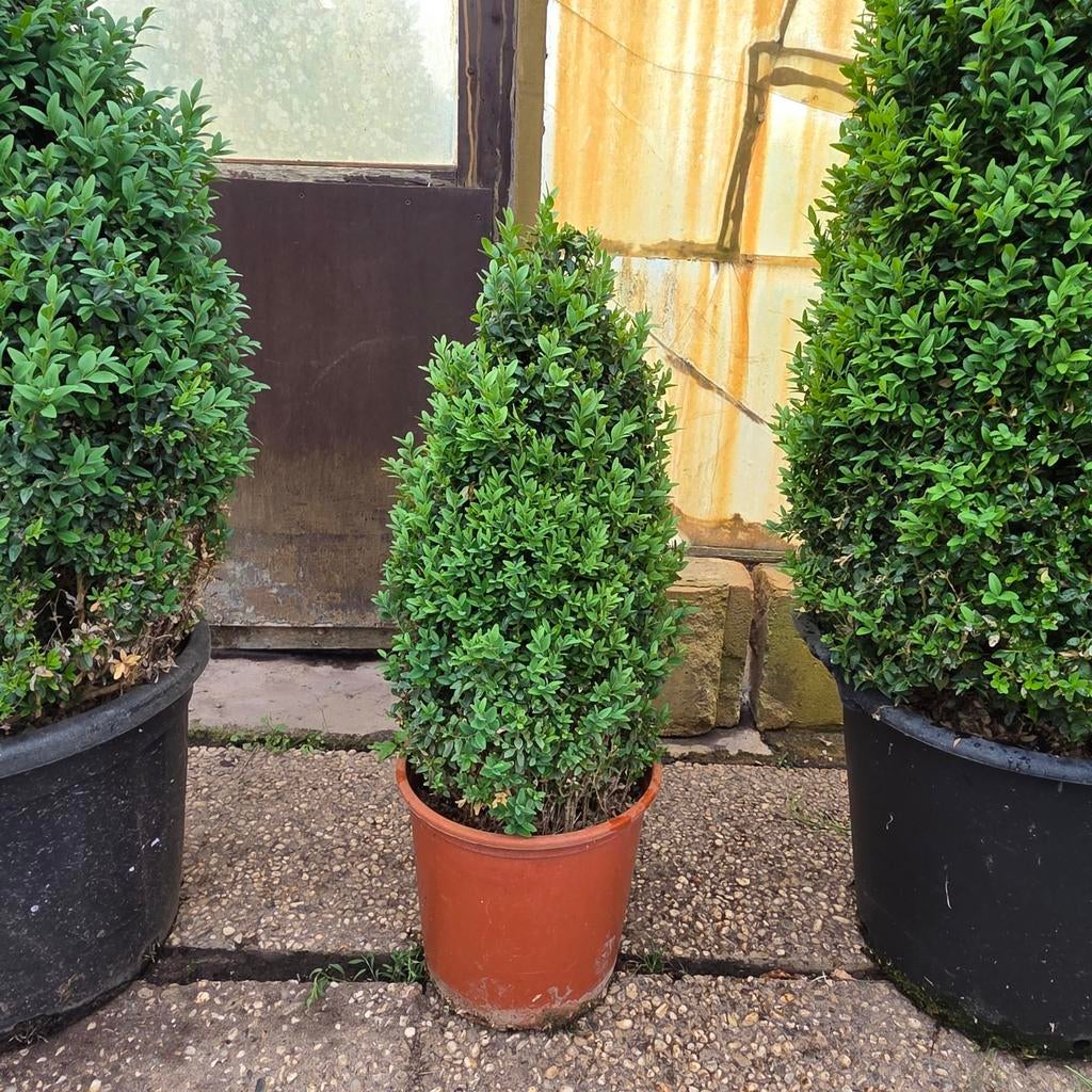 Buxus kegel - Groenblijvende plant voor tuin en terras, Vaste plant, Bloeit niet, Halfschaduw, Ophalen
