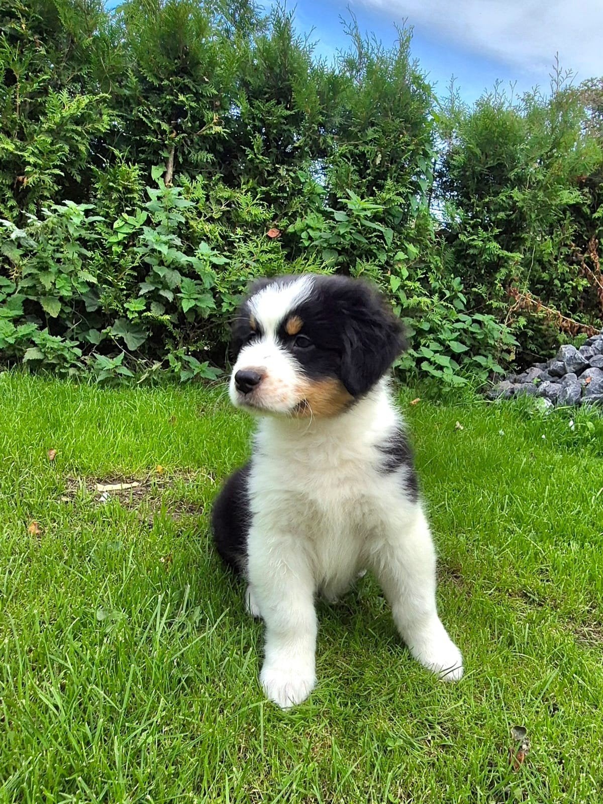 AUSTRALIAN SHEPHERD., Dieren en Toebehoren, Nederland, Meerdere, Meerdere dieren, Fokker | Professioneel