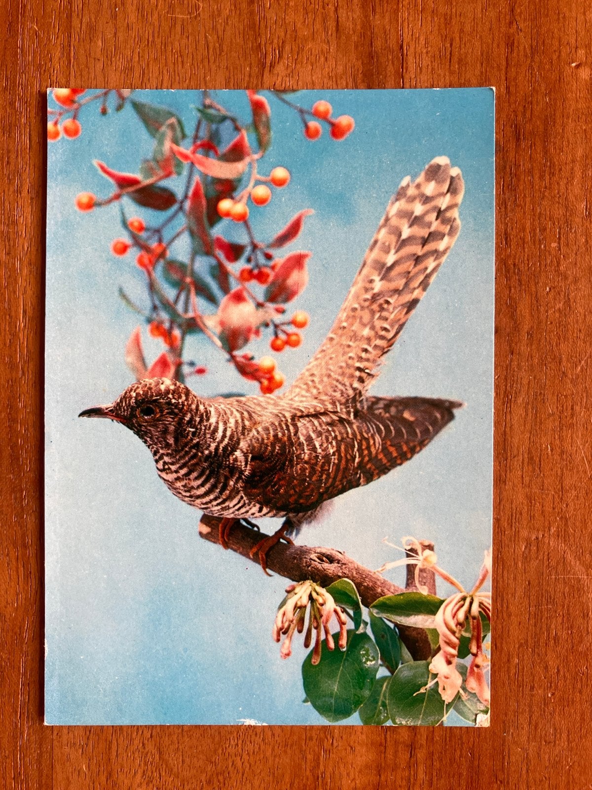 Koekoek 1974, Verzamelen, Ophalen of Verzenden, 1960 tot 1980, Gelopen, Vogel