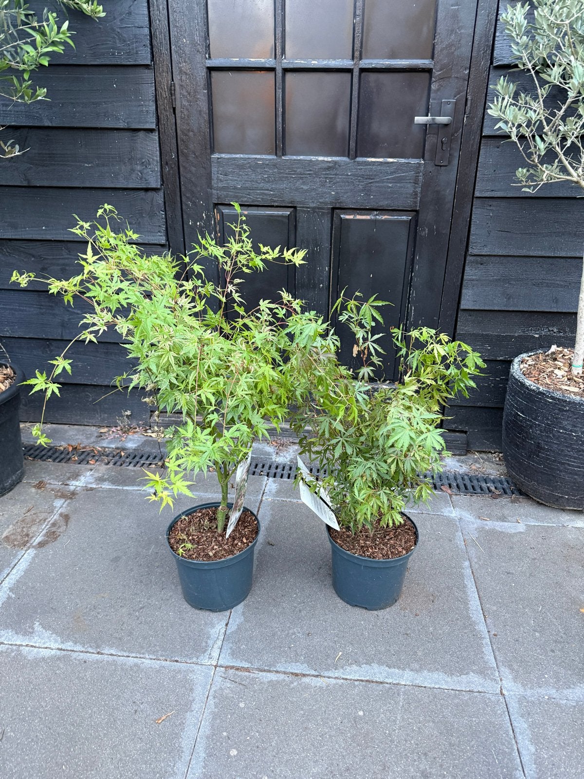 Acer palmatum Phoenix - Japanse esdoorn, Tuin en Terras, Overige soorten, Vaste plant, Ophalen of Verzenden, Halfschaduw