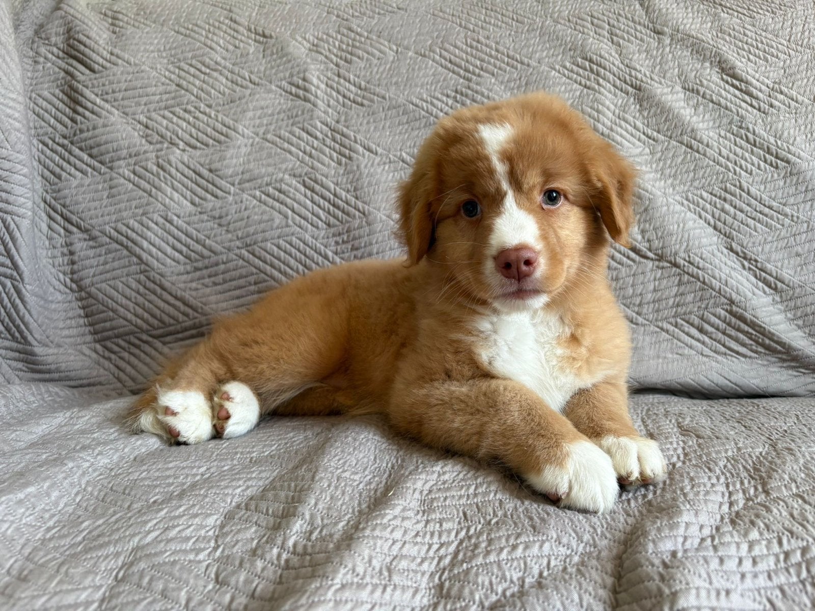 Nova scotia duck tolling retriever FCI stamboom, Parvo, Overige rassen, 8 tot 15 weken, Meerdere