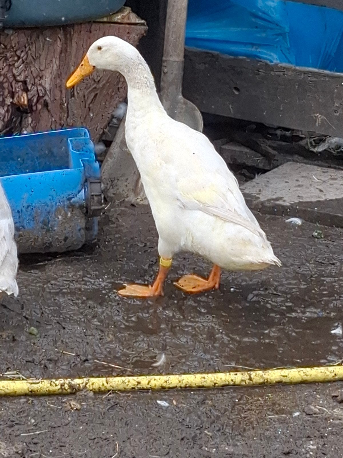 loopeend, Dieren en Toebehoren, Pluimvee, Mannelijk, Eend