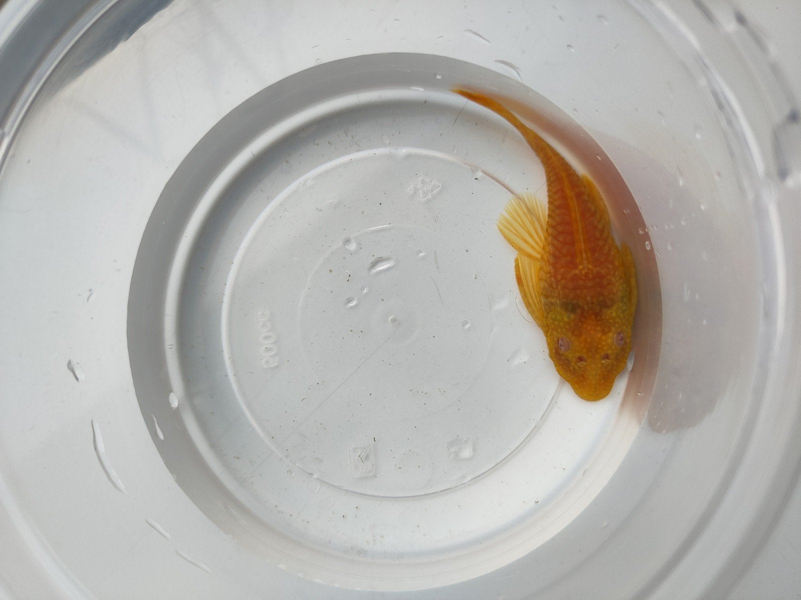 1 Albino  algeneter, Vis