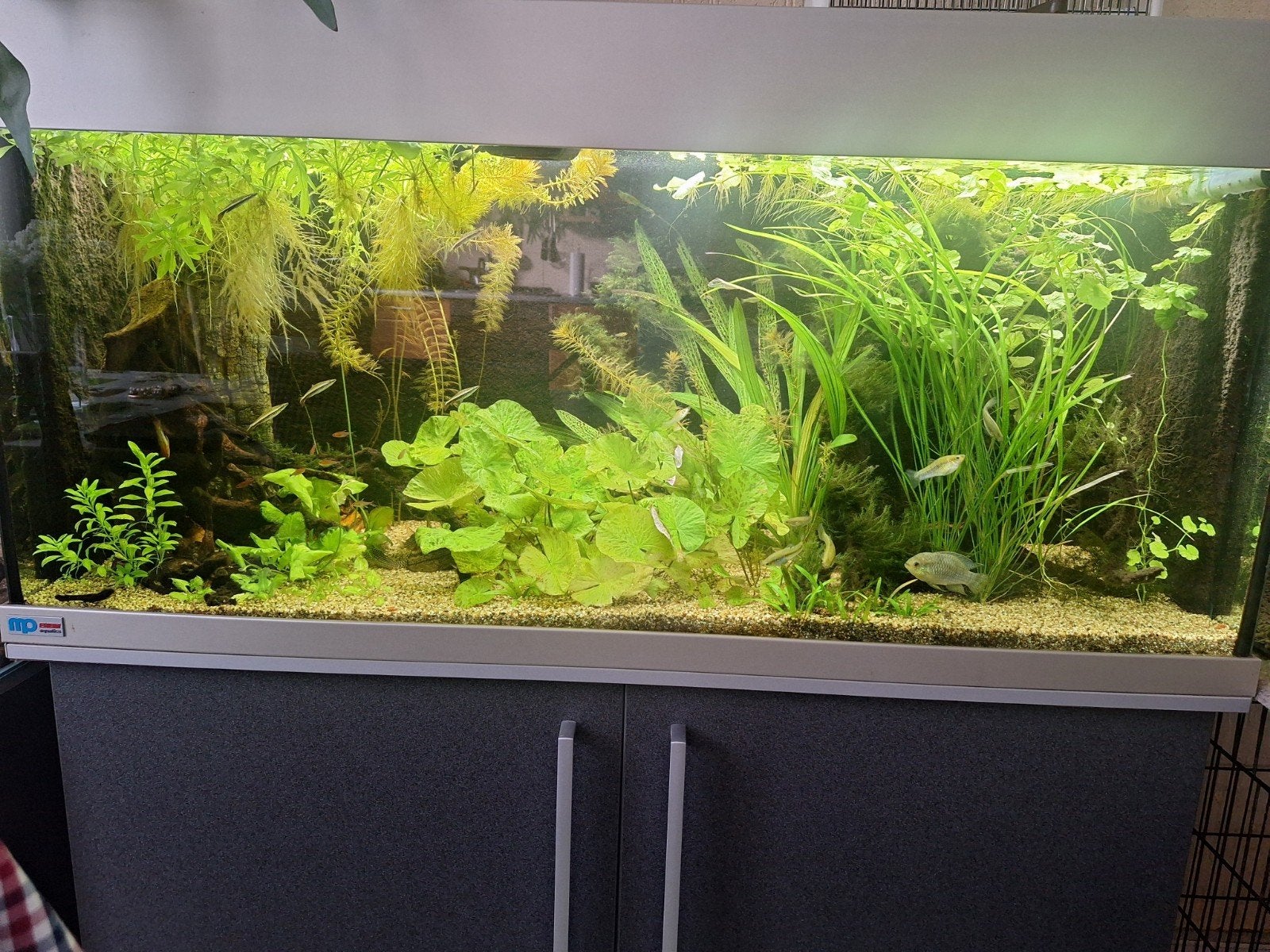 Super net aquarium met inhoud en toebehoren, Ophalen, Zo goed als nieuw, Gevuld zoetwateraquarium