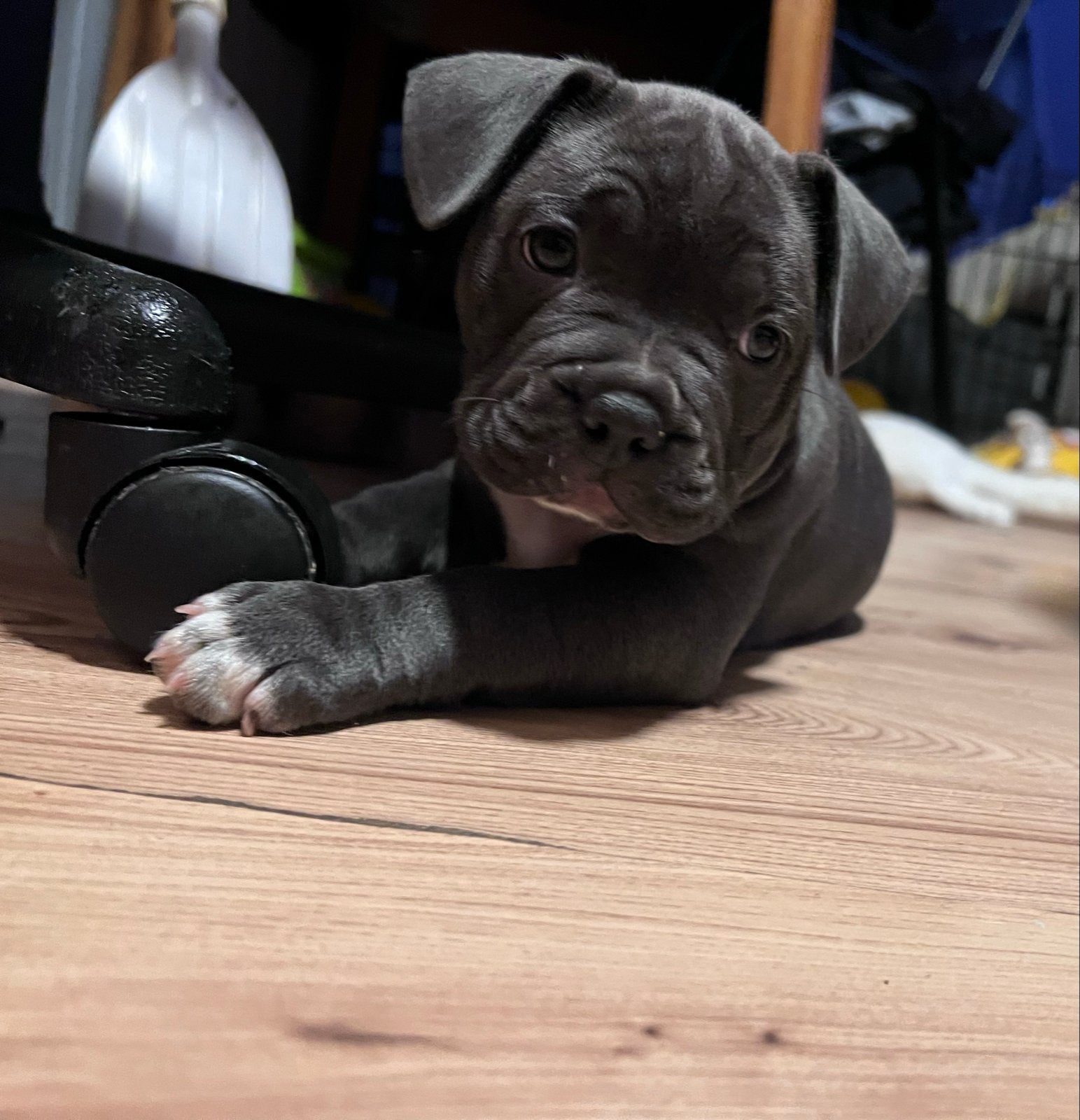 Vrouwelijke pups zoeken een nieuw thuis., 8 tot 15 weken, Teef, Meerdere, Middel