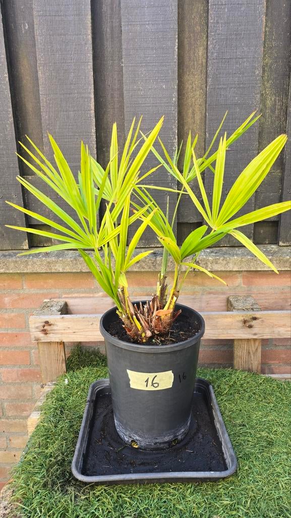 Trachycarpus Fortunei - dubbele stam Winterharde Palmboom, Volle zon, Vaste plant, Bloeit niet, Ophalen