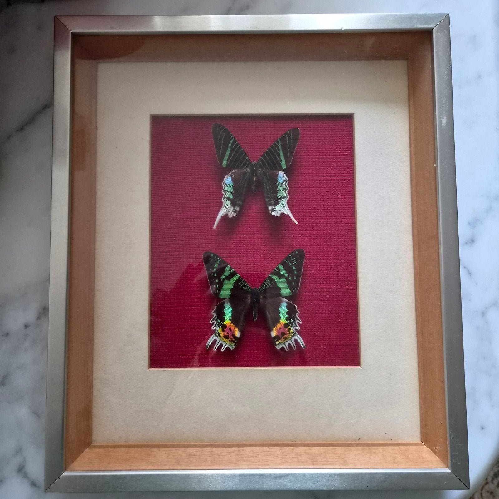 Vintage Vlinders zonder wreedheid in lijst, Ophalen of Verzenden, Zo goed als nieuw, Insect, Overige typen