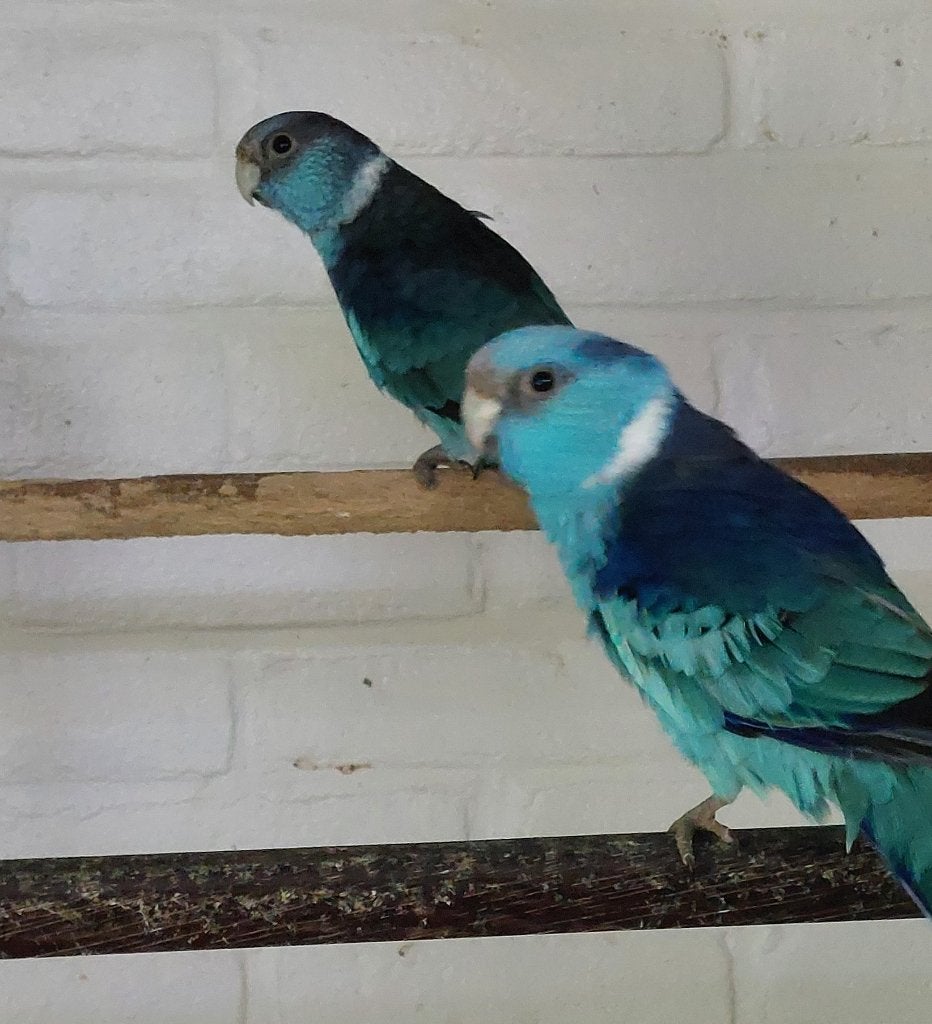 Te Koop : >>> Blauwe Barnhard Parkiet, Dieren en Toebehoren, Mannelijk, Parkiet, Geringd