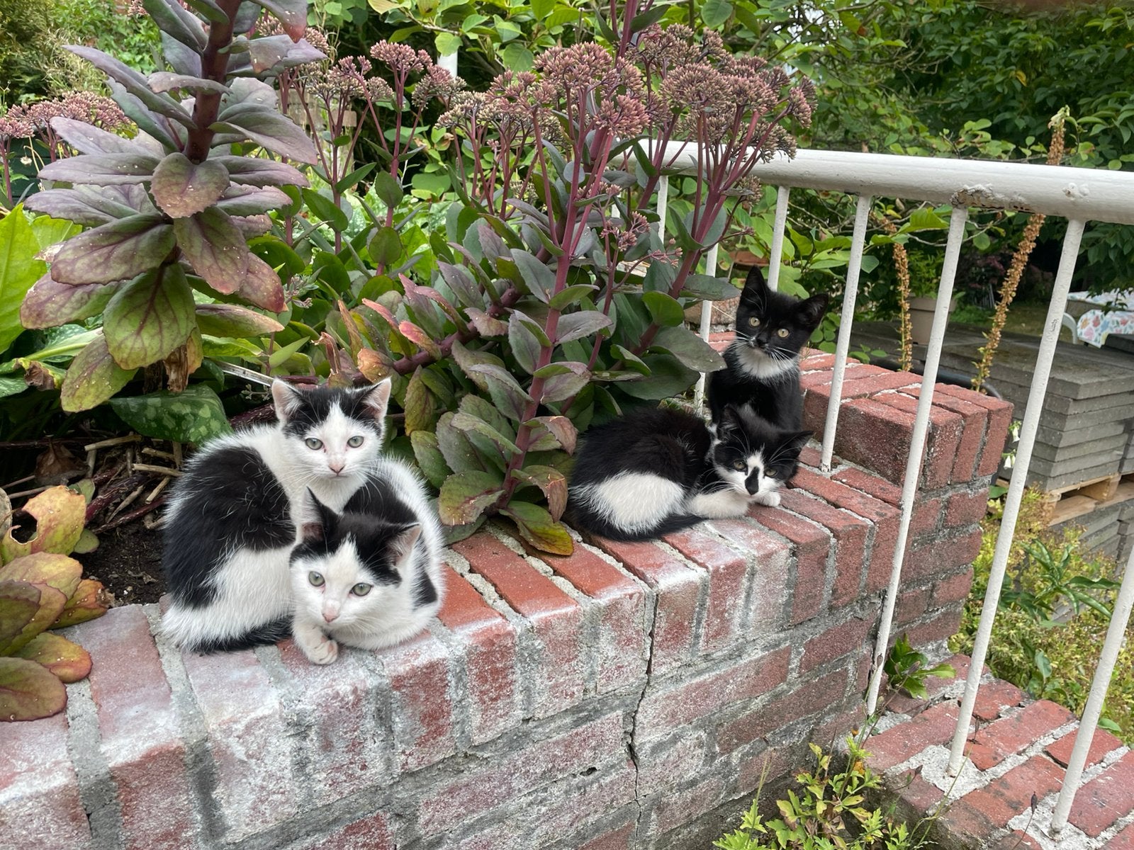 Zeer lieve en aanhankelijke kittens️. Boerderij poesjes, Dieren en Toebehoren, Katten en Kittens | Overige Katten, Poes