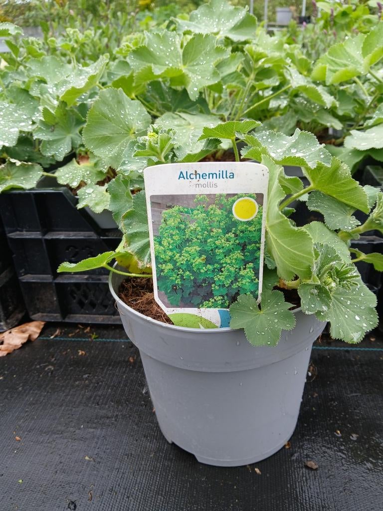 Alchemilla mollis - Vrouwenmantel 2 liter potten, Tuin en Terras, Planten | Tuinplanten, Ophalen of Verzenden, Overige soorten