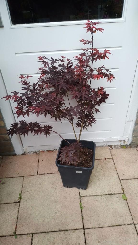 Acer Palmatum Atropurpureum, Bloeit niet, Halfschaduw, Overige soorten, Minder dan 100 cm