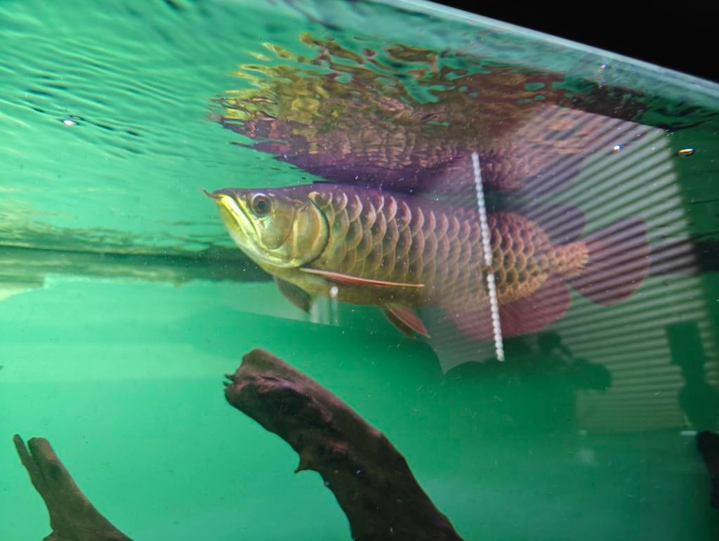 Asian crossback arowana 35cm, Dieren en Toebehoren, Vissen | Aquariumvissen, Vis