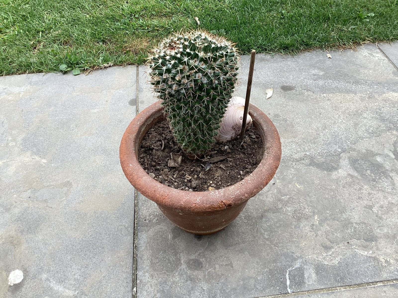 Robuuste Cactus met Gele Bloemetjes - 29 cm hoog, Ophalen, Minder dan 100 cm, Bloeiende kamerplant, Volle zon