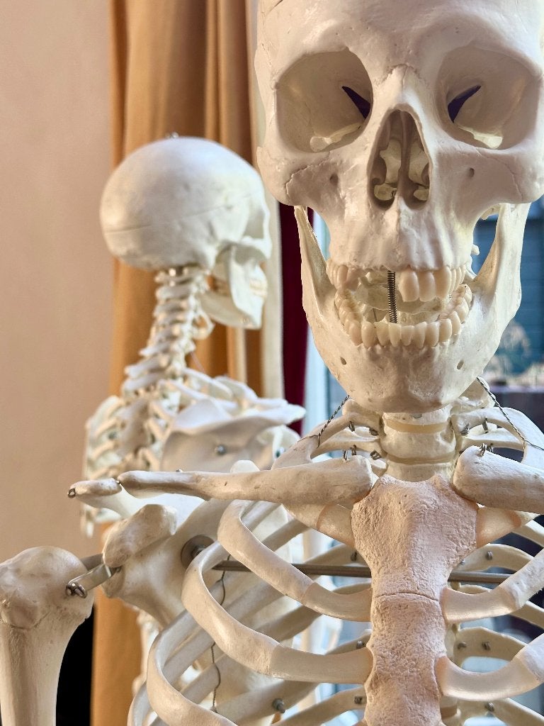 Anatomisch skelet, Ophalen, Gebruikt