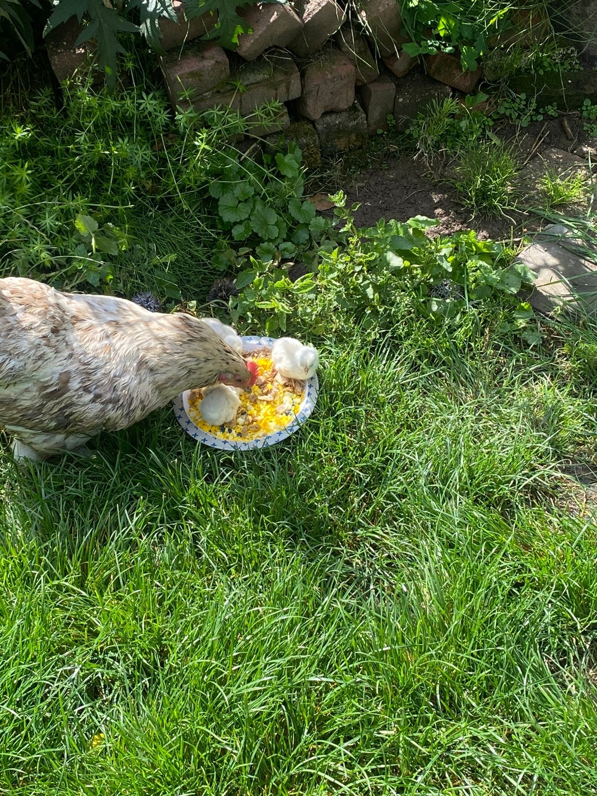 Broedeieren te koop!, Dieren en Toebehoren, Geslacht onbekend, Kip
