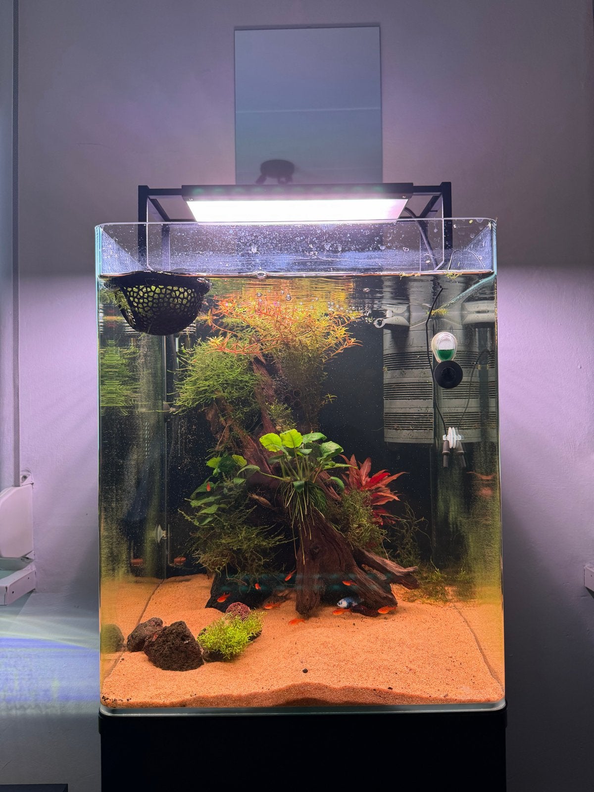 Aqualantis 65l cube, Ophalen