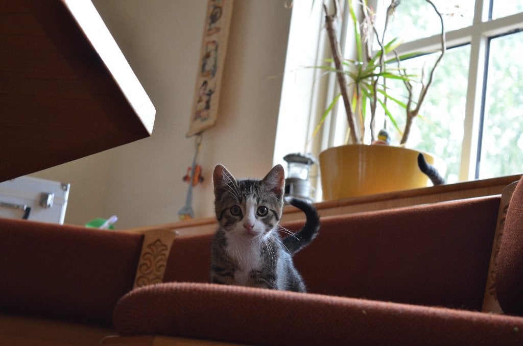 Kitten, Dieren en Toebehoren, Katten en Kittens | Overige Katten, Kortharig, Kater, 0 tot 2 jaar