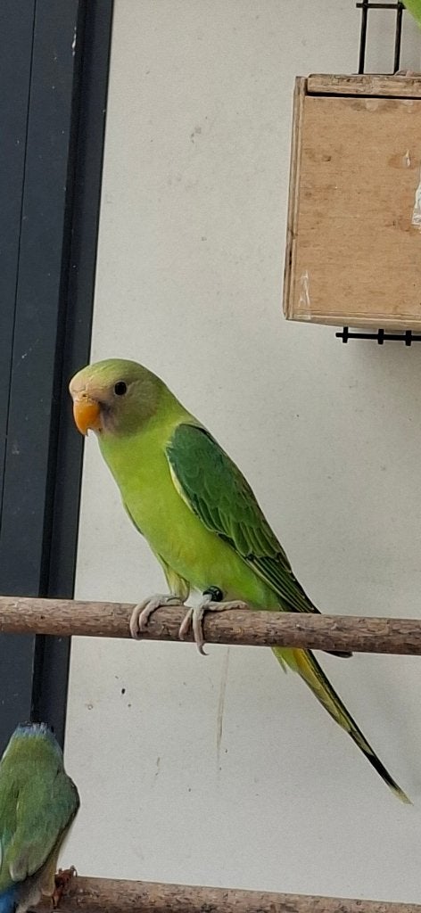 Pruimkop, Geslacht onbekend, Parkiet, Geringd