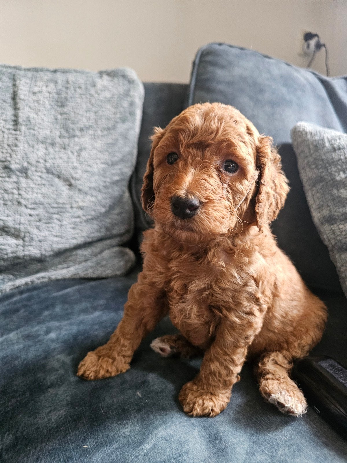 prachtige middenmaat abrikoos poedel pups. Ouders getest, Dieren en Toebehoren, Honden | Niet-rashonden, 8 tot 15 weken, Meerdere