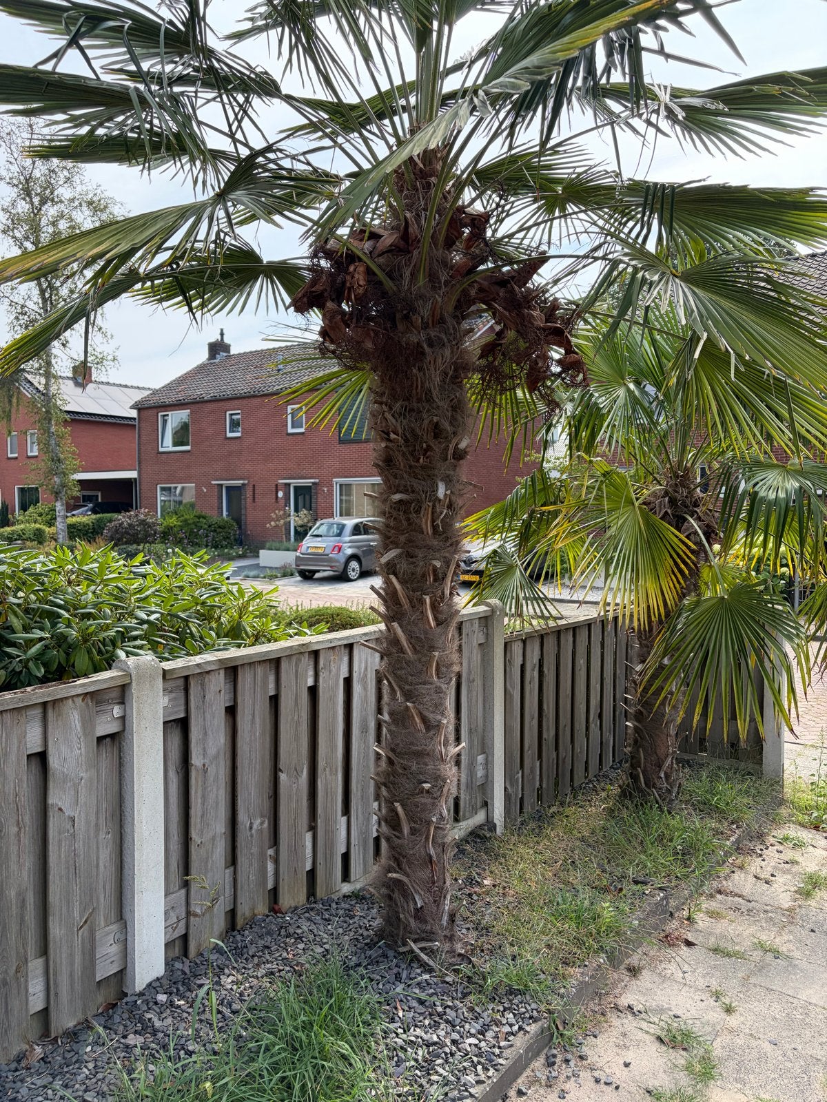 Winterharde palmboom - Trachycarpus fortunei, Volle zon, Vaste plant, Bloeit niet, Ophalen