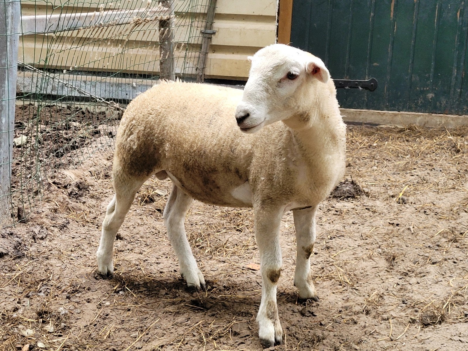 Lammeren, Meerdere dieren, Schaap