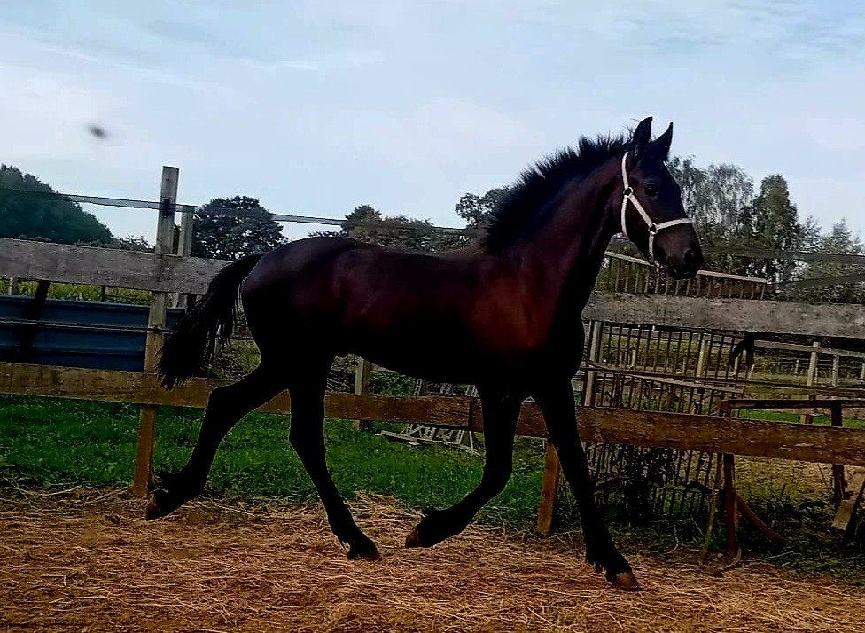Prachtig luxe Fries Hengstveulen, Minder dan 160 cm, Niet van toepassing, Dressuurpaard, 0 tot 2 jaar