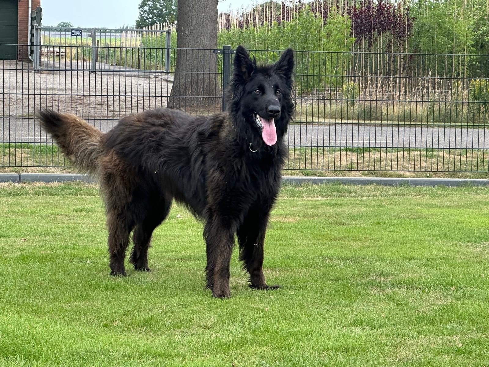 te koop mechelse herder, Dieren en Toebehoren, Reu, Eén hond, 3 tot 5 jaar, Herder