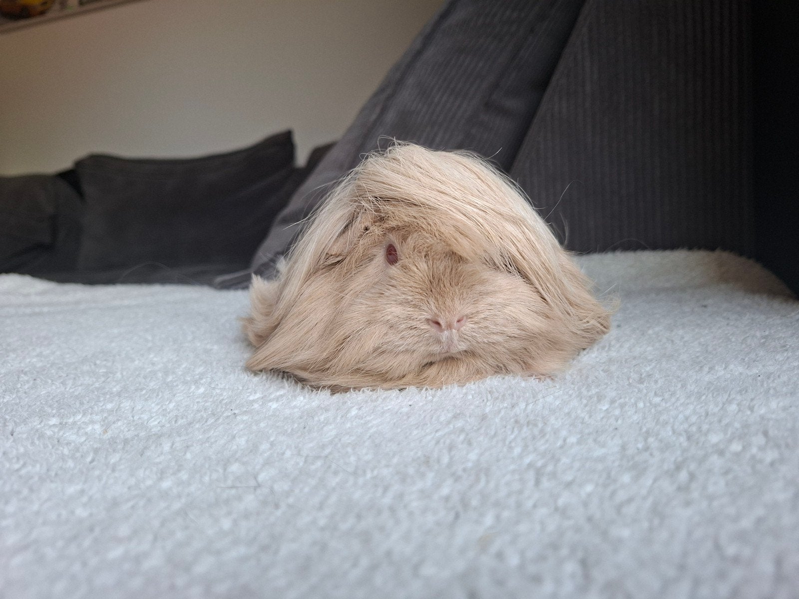 Prachtige peruvian zeug, Cavia, Juli, Vrouwelijk, Tam