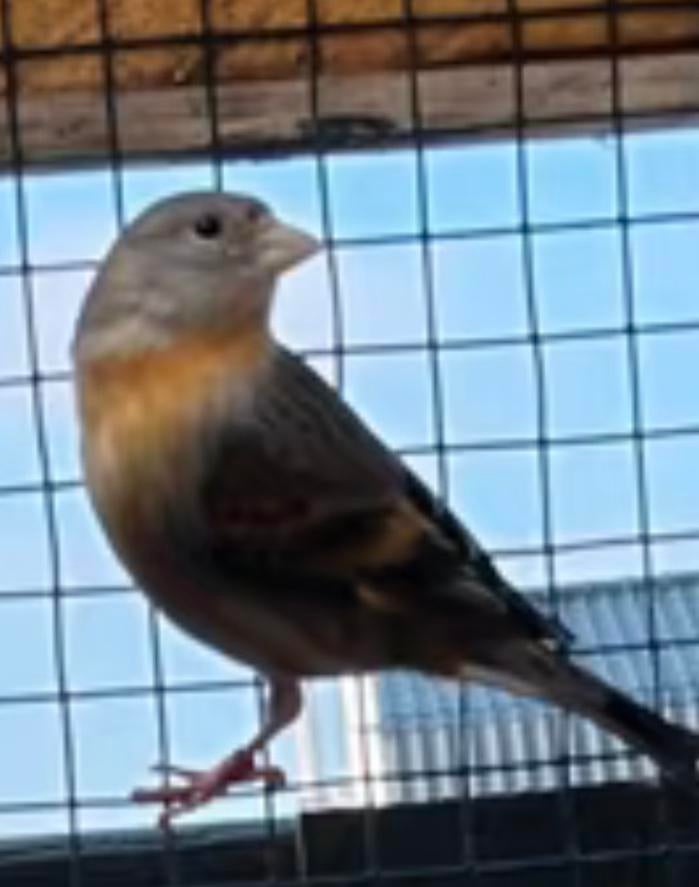 Baastard vogels Poppen 2024/2025 Voliere Vogels, Dieren en Toebehoren, Meerdere dieren, Wildzangvogel, Geringd