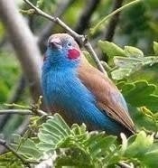 Te koop enkele koppels roodwang blauwfazantjes, Meerdere dieren