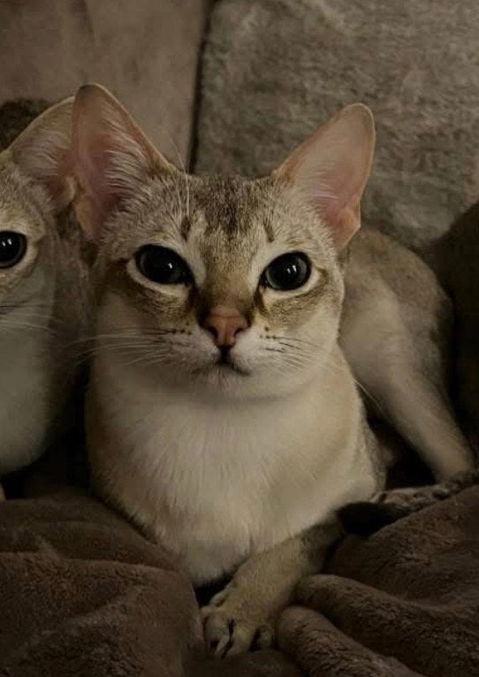 Singapura kater, Kater, Met stamboom, 0 tot 2 jaar