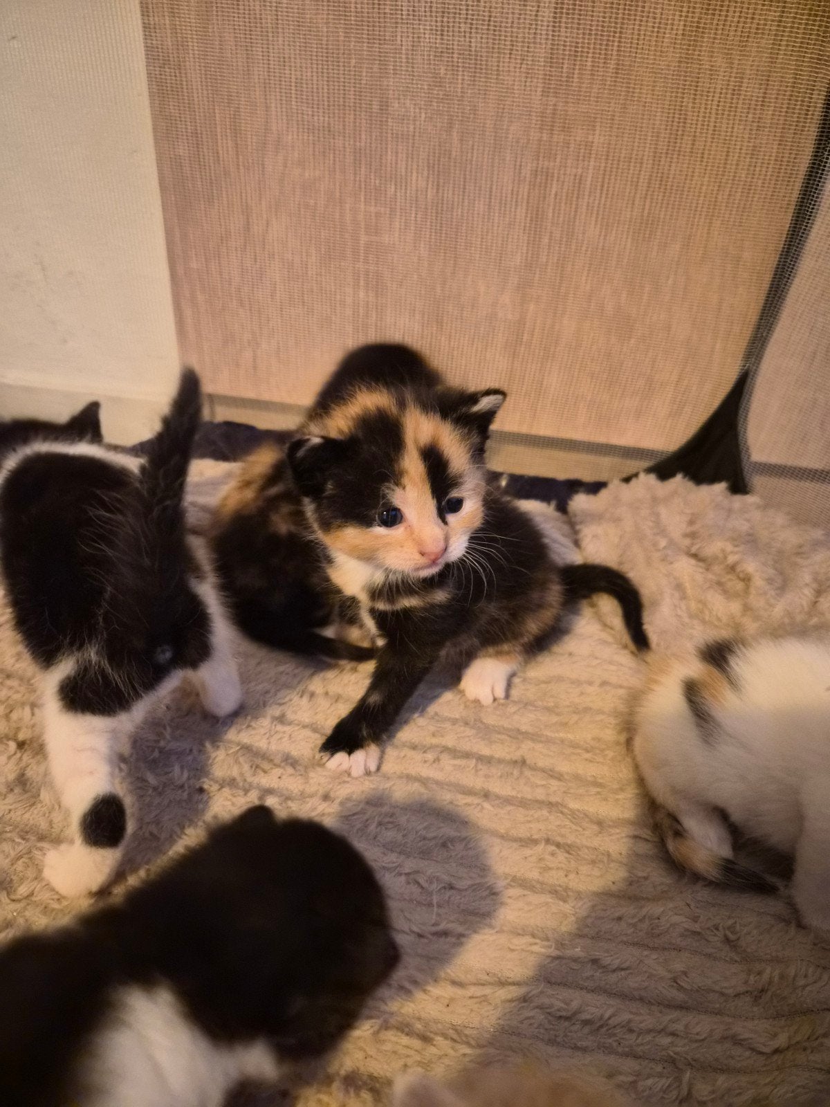 Nestje kittens brits/europees korthaar, Dieren en Toebehoren, Katten en Kittens | Raskatten | Korthaar, Meerdere dieren, Ontwormd
